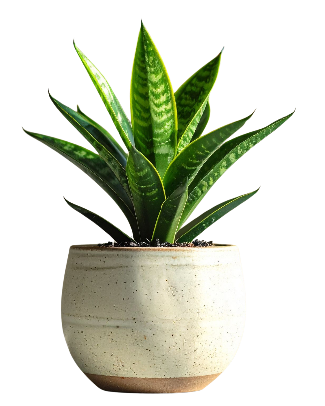 Fiddle Leaf Fig Plant