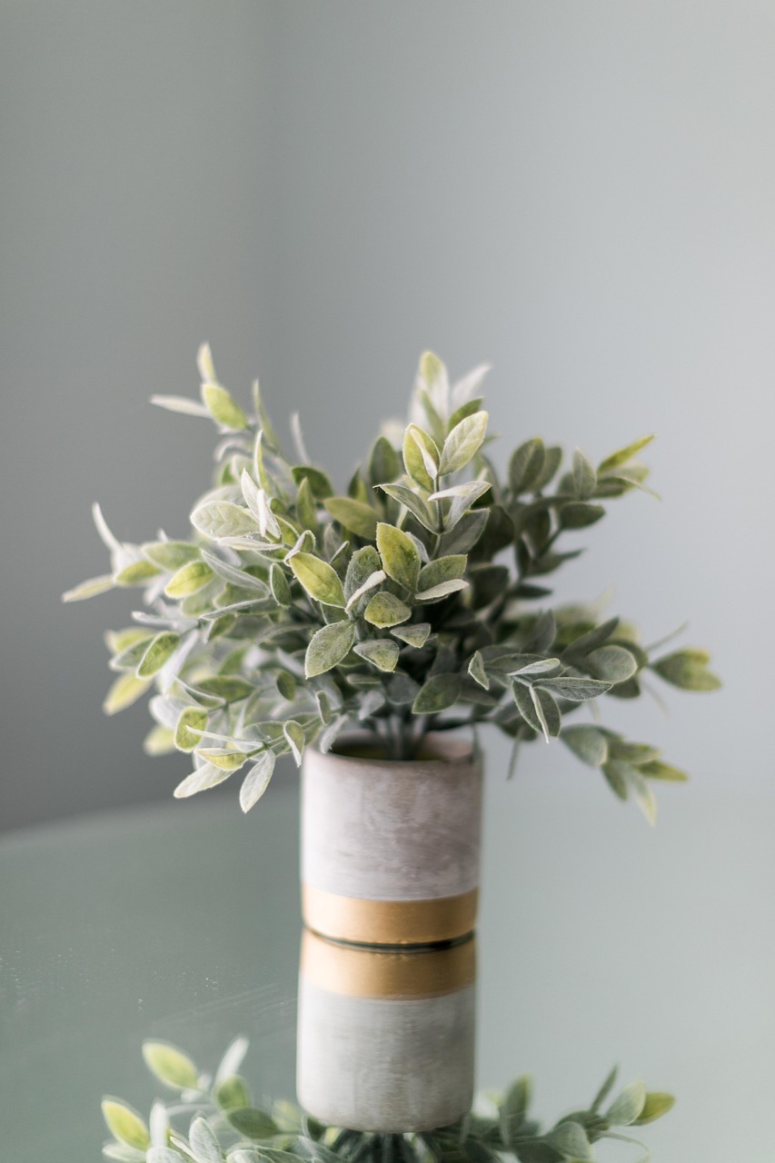 Philodendron White Princess