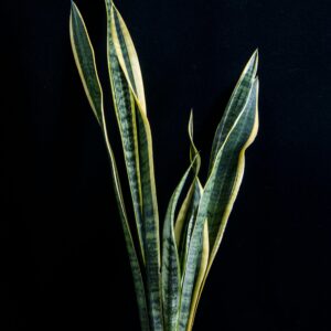 A stunning snake plant in a sleek orange pot presented against a minimalistic black background.