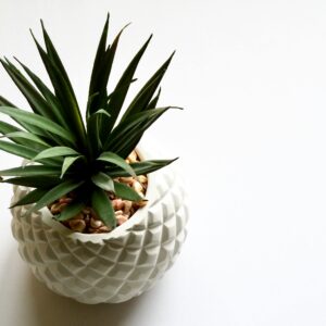 A spiky green plant in a textured white pineapple-shaped pot, ideal for modern interiors.